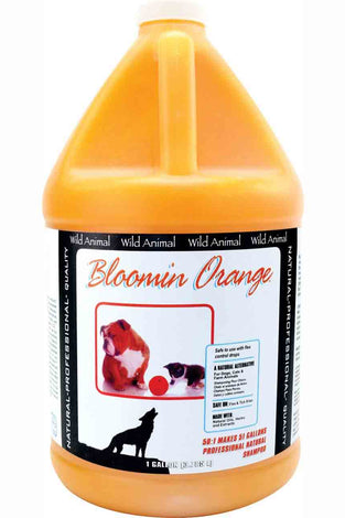 Bloomin Orange Shampoo 50:1