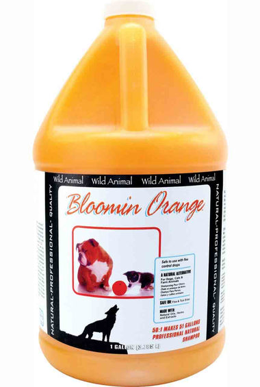 Bloomin Orange Shampoo 50:1